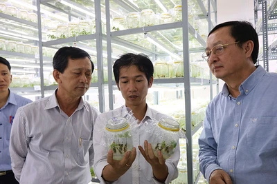 Lãnh đạo Bộ Khoa học và Công nghệ kiểm tra quy trình nhân giống sâm Ngọc Linh tại Trung tâm Ươm tạo và Hỗ trợ doanh nghiệp khoa học công nghệ (huyện Ðăk Tô, tỉnh Kon Tum). 