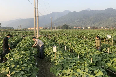 Sản xuất rau su su tại tỉnh Vĩnh Phúc. 