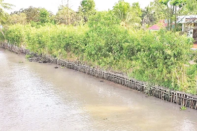 Kè sinh thái dọc tuyến sông huyện Châu Thành A, tỉnh Hậu Giang. 