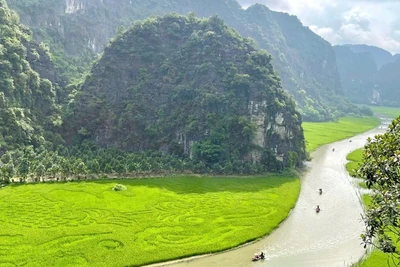 Hiện cánh đồng lúa Tam Cốc, Ninh Bình đang được nhiều khách du lịch quan tâm, tìm về.