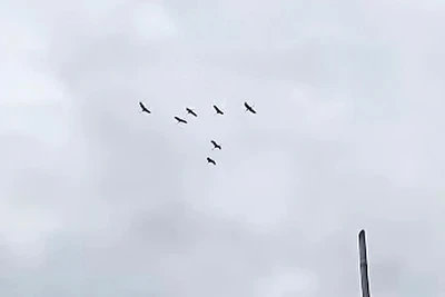 Bảy cá thể sếu đầu đỏ (ảnh cắt từ clip) do nhân viên bảo vệ Trạm Phú Hiệp ghi lại.