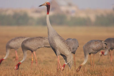 Loài sếu đầu đỏ quý hiếm bậc nhất cần được bảo tồn. (Ảnh tư liệu: NGUYỄN VĂN HÙNG)