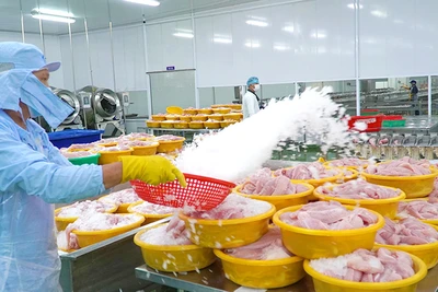 Chế biến cá tra xuất khẩu tại một doanh nghiệp tọa lạc thành phố Sa Đéc, tỉnh Đồng Tháp (Ảnh: HỮU NGHĨA)