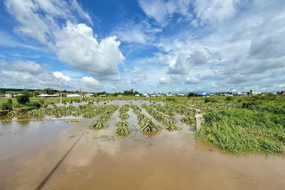 Cơn mưa làm hơn 400ha hoa màu bị thiệt hại.