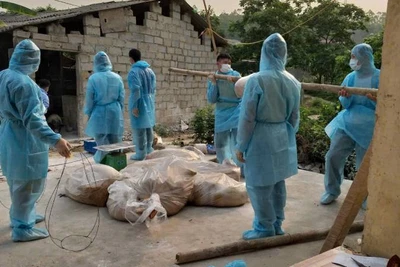 Lực lượng chức năng thực hiện tiêu hủy lợn bị dịch tả lợn châu Phi tại xã Nhạc Kỳ, Văn Lãng (Lạng Sơn).