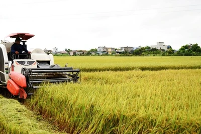Đất đai ở tỉnh Nam Định có độ phì nhiêu cao, thuận lợi cho việc phát triển nông nghiệp, cần được quản lý chặt chẽ, hiệu quả, khai thác tối ưu tiềm năng. (Ảnh: XUÂN TRƯỜNG)