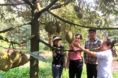 Một vườn trái cây ở thành phố Long Khánh.