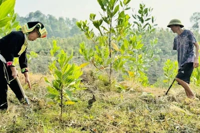 [Video] Tạo dựng hướng đi bền vững cho nông nghiệp sinh thái với mô hình nông lâm kết hợp
