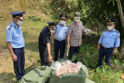 Các lực lượng chức năng huyện Bình Liêu (Quảng Ninh) tổ chức tiêu hủy 550kg nầm lợn không rõ nguồn gốc, xuất xứ, bắt giữ hồi cuối tháng 4 vừa qua. Ảnh: Hoàng Gái