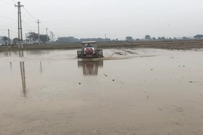 Nông dân tỉnh Nam Định làm đất chuẩn bị gieo cấy lúa đông xuân.