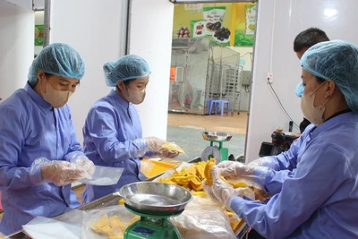 Đóng gói sản phẩm tại Hợp tác xã nông nghiệp Quyết Thanh, thị trấn Nông trường Mộc Châu (Sơn La).