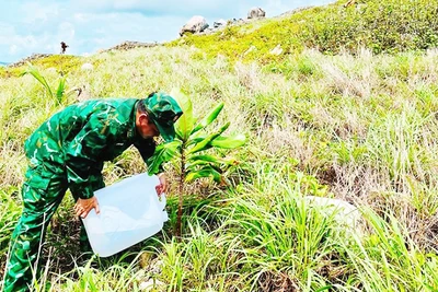 Mỗi lần trồng trăm cây, sống độ 13 là cũng coi như thành công. Ảnh: MAI NGUYÊN
