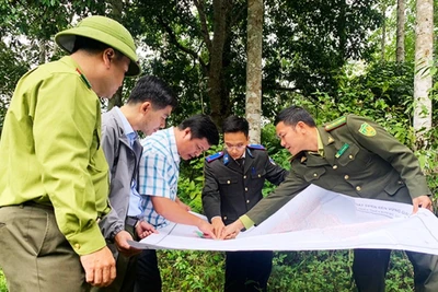 Lãnh đạo ngành nông nghiệp Bắc Kạn và kiểm lâm kiểm tra hiện trạng rừng tại huyện Bạch Thông.