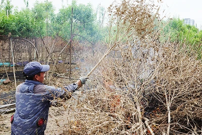 Chủ một vườn đào tại phường Nhật Tân gom đốt các cây đào chết do lũ trên mảnh vườn của mình.