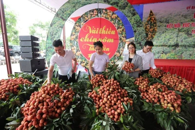 Vải thiều chín sớm 2024 tại huyện Tân Yên.