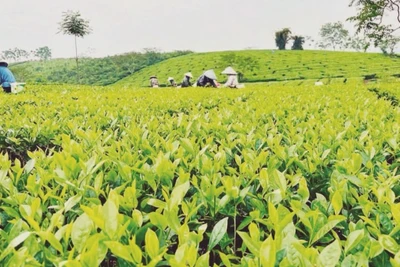 Vườn chè trồng theo tiêu chuẩn VietGAP của Hợp tác xã Dịch vụ sản xuất nông nghiệp Sử Anh, xã Mỹ Bằng, huyện Yên Sơn.