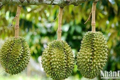 Ảnh minh họa. (Ảnh: HNV)