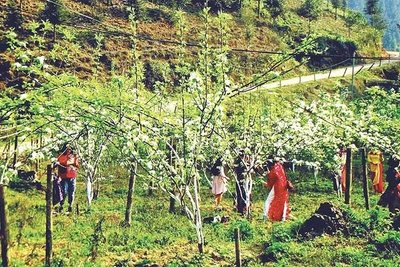 Vào dịp tháng 3 hoa lê nở rộ, rất đông du khách trong và ngoài nước đến cao nguyên Bắc Hà chiêm ngưỡng và trải nghiệm.