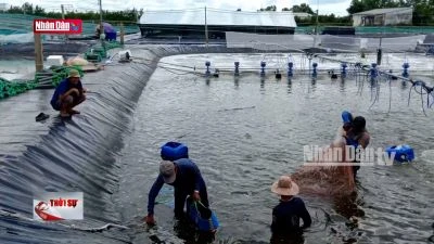 Giá tôm giảm sâu, người nuôi điêu đứng