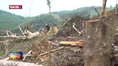 Xảy ra tình trạng ''phá rừng để trồng rừng''