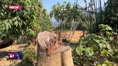 Điều tra vụ phá rừng để thi công trụ và đường dây tải thủy điện Tr’Hy