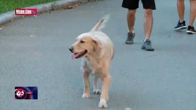 Hà Nội: Nguy cơ bị bệnh dại từ động vật nuôi thả rông