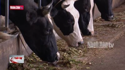 Hà Nam: Khôi phục sản xuất sau bão, lũ