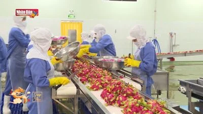 Xuất khẩu rau quả tăng tốc