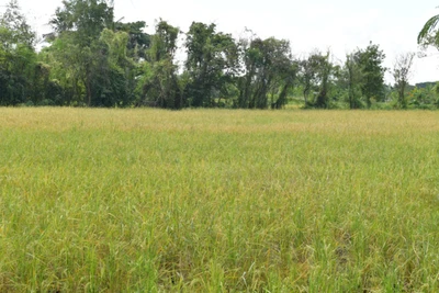 Cánh đồng lúa ở tỉnh Khon Kaen, vùng Đông Bắc Thái Lan. (Ảnh: ĐINH TRƯỜNG)