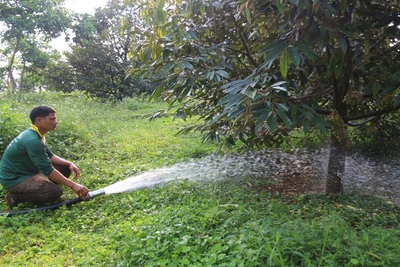 Người dân tỉnh Đắk Lắk tưới nước cho cây trồng. (Ảnh: HÀ THẮNG)