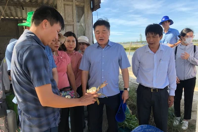 Mô hình nuôi cua gạch trong ao đầm gắn với liên kết tiêu thụ sản phẩm tại xã Phú Gia, huyện Phú Vang, tỉnh Thừa Thiên Huế.