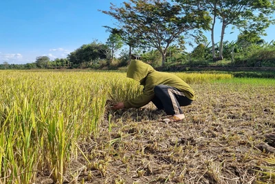 Ảnh hưởng của hạn hán khiến nhiều diện tích lúa ở huyện Đak Đoa (Gia Lai) bị thiệt hại. (Ảnh: ĐINH SỸ TẠO)