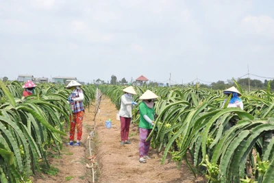 Người dân xã Kiểng Phước, huyện Gò Công Đông, Tiền Giang, chăm sóc cây thanh long. (Ảnh: Nguyễn Sự)