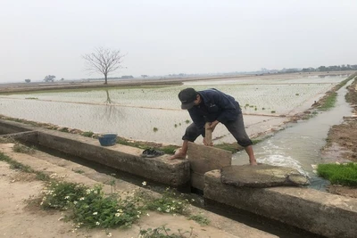 Nông dân huyện Bình Giang, tỉnh Hải Dương lấy nước gieo cấy lúa đông xuân.