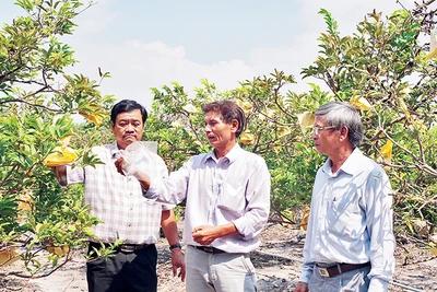 Một vườn chuyên canh cây mãng cầu (na) cho thu hoạch cao gấp nhiều lần so với trồng lúa ở Tây Ninh.