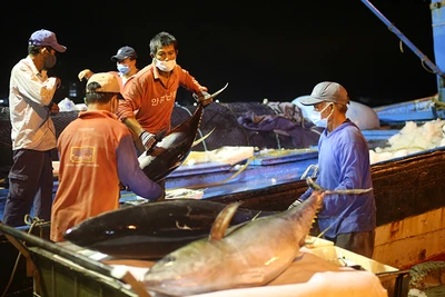 Tàu cá của ngư dân miền trung về cảng cá Thọ Quang, Đà Nẵng.