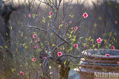 Ảnh: Thành Đạt