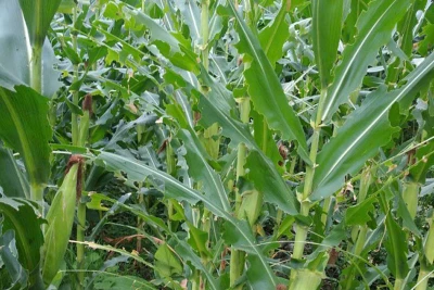 Một diện tích ngô bị châu chấu ăn lá gây hại. (Ảnh: THU TRANG)