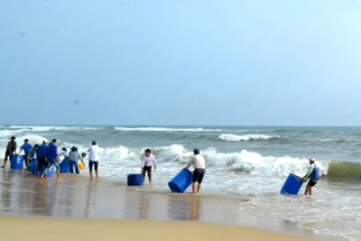 Thả cá giống xuống vùng biển xã Tam Tiến, huyện Núi Thành (Quảng Nam). 