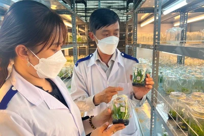 Sản xuất cây giống ứng dụng công nghệ cao tại Trung tâm Giống và Hoa kiểng Bến Tre.