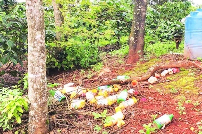 Chai lọ thuốc bảo vệ thực vật vứt bừa bãi ngay trong vườn cà-phê có nguy cơ cao gây ô nhiễm môi trường.