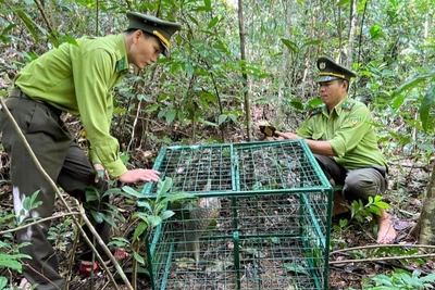 Cán bộ hạt kiểm lâm huyện Nam Đông và thành phố Huế trước đây từ đầu năm đến nay vẫn chưa được nhận lương.