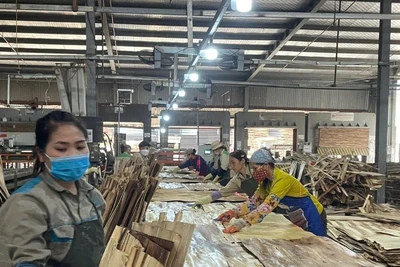 Sản xuất ván ép xuất khẩu tại Công ty cổ phần Sơn Thủy, tỉnh Hòa Bình. (Ảnh VŨ HOÀNG )