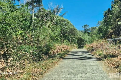 Lợi dụng việc phát dọn đường tuần tra biên giới, các đối tượng đã khai thác trái phép hàng trăm cây rừng dọc đường tuần tra biên giới thuộc Đồn Biên phòng Bu Cháp quản lý.