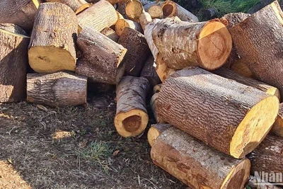 Hơn 30m3 gỗ tang vật khai thác trái phép dọc đường tuần tra biên giới thuộc Đồn Biên phòng Bu Cháp (đồn 12), trên lâm phần thuộc huyện Tuy Đức, do Ban quản lý Rừng phòng hộ vành đai biên giới quản lý.