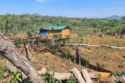 Nhiều diện tích rừng trên lâm phần do Công ty TNHH MTV Đắk N'Tao quản lý đã bị người dân lấn chiếm canh tác, làm nhà ở.