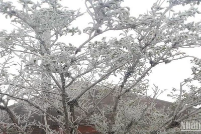 Băng giá bao phủ trắng xóa đỉnh núi Phja Oắc, xã Thành Công, huyện Nguyên Bình, tỉnh Cao Bằng.