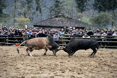 Thi chọi bò trong Ngày hội văn hóa dân tộc H'Mông-Mùa hoa lê huyện Bảo Lạc, tỉnh Cao Bằng. Ảnh: Nông Thế Vĩnh
