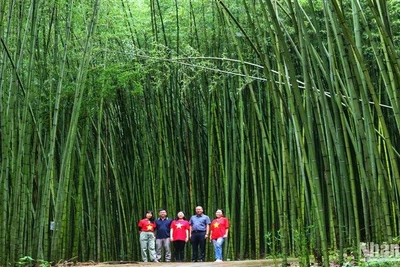 Mát xanh rừng trúc bản Phường, xã Thành Công, huyện Nguyên Bình, tỉnh Cao Bằng.