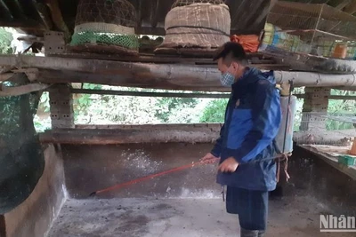 Hộ chăn nuôi ở thành phố Cao Bằng phun thuốc tiêu độc, khử trùng chuồng trại sau khi gia súc bị thiệt hại do dịch tả lợn châu Phi. 